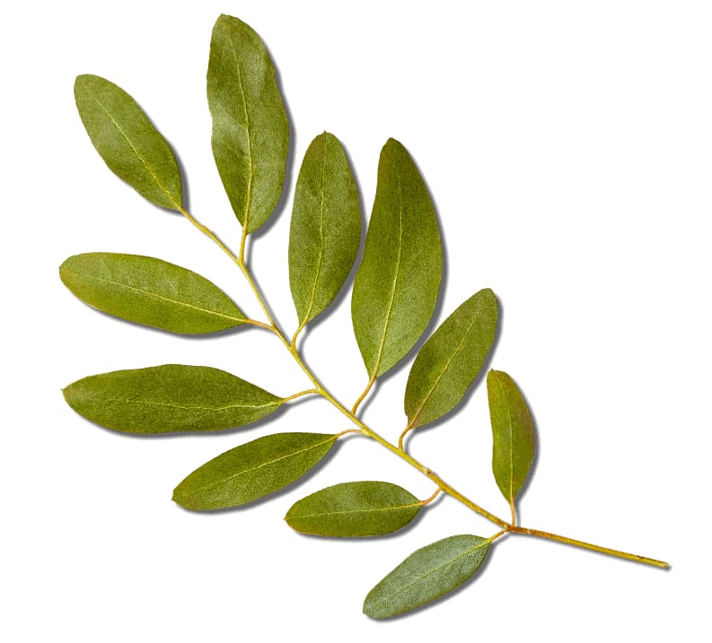 Tree branch
