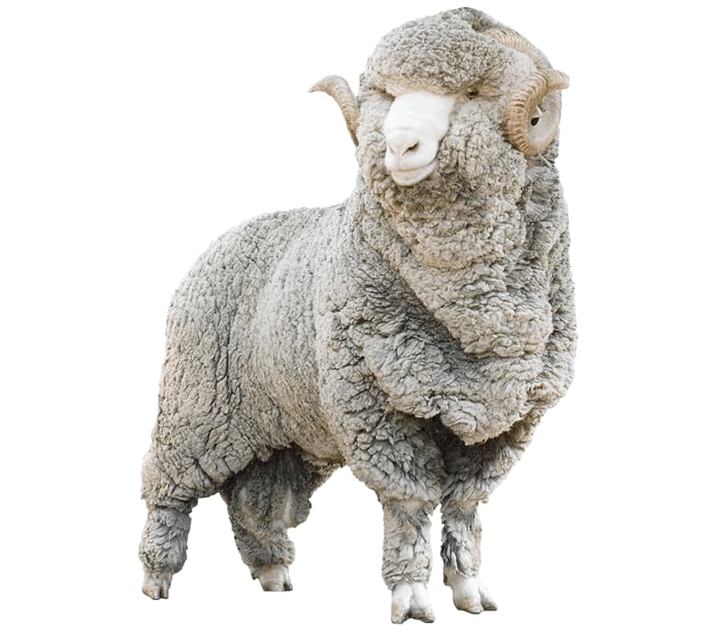Sheep