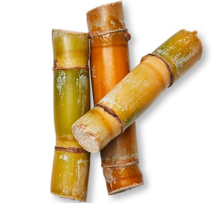 Sugarcane