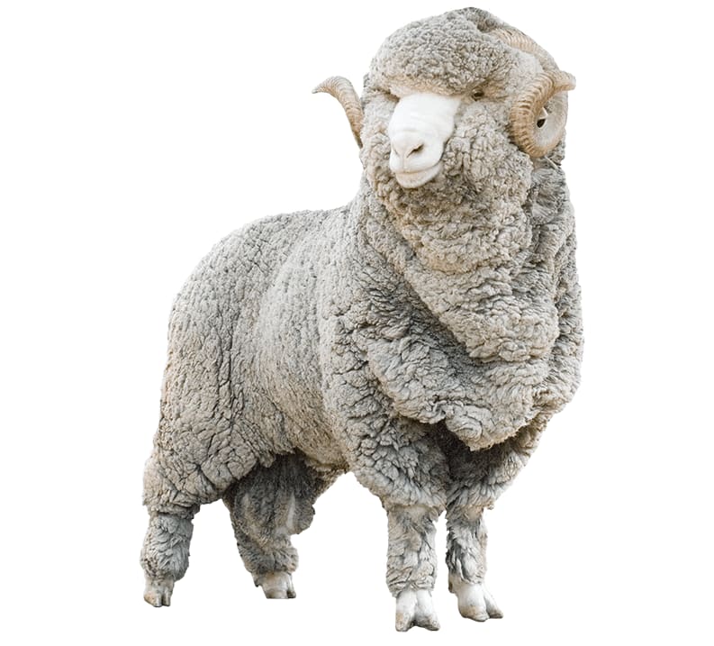 Sheep