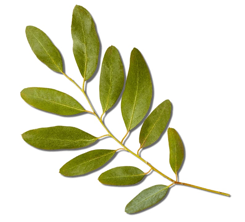 Tree branch