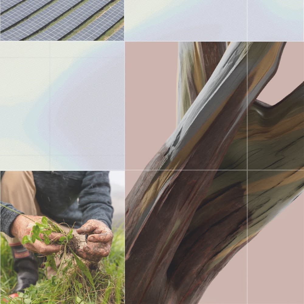 Allbirds sustainability report deals