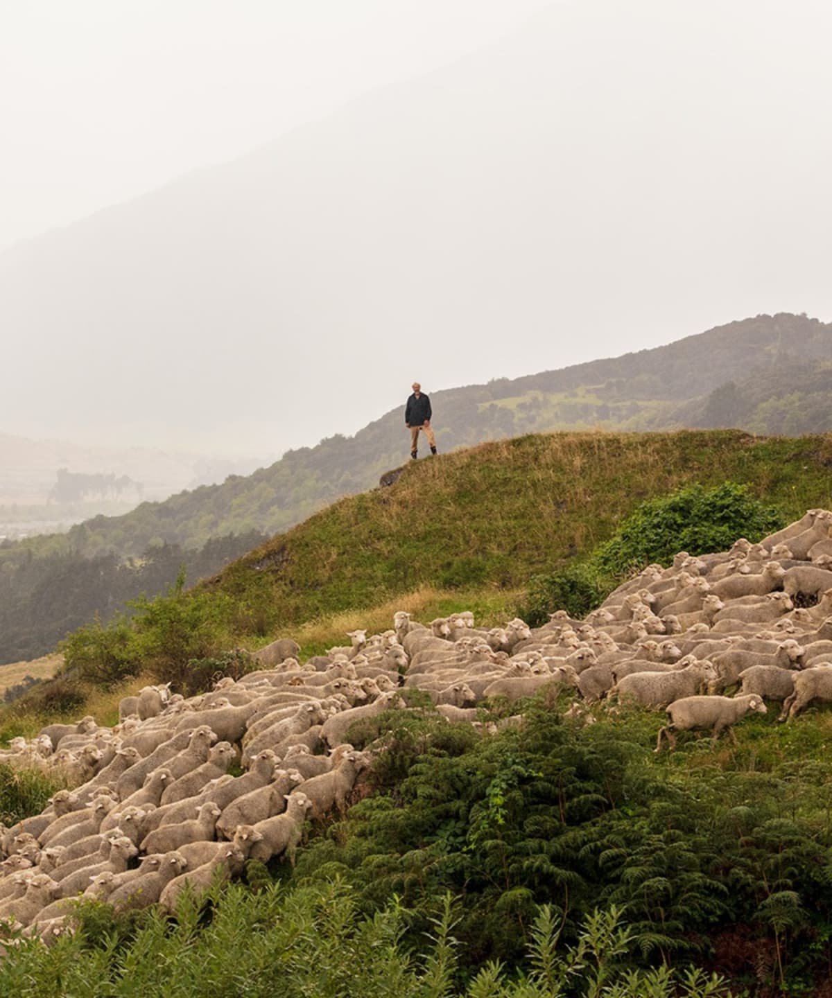 Allbirds Regenerative Agriculture Sustainable Practices Goals